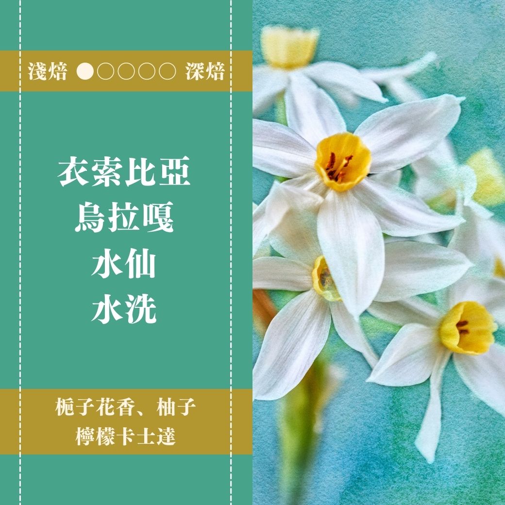 衣索比亞。谷吉。烏拉嘎。水仙。水洗處理法